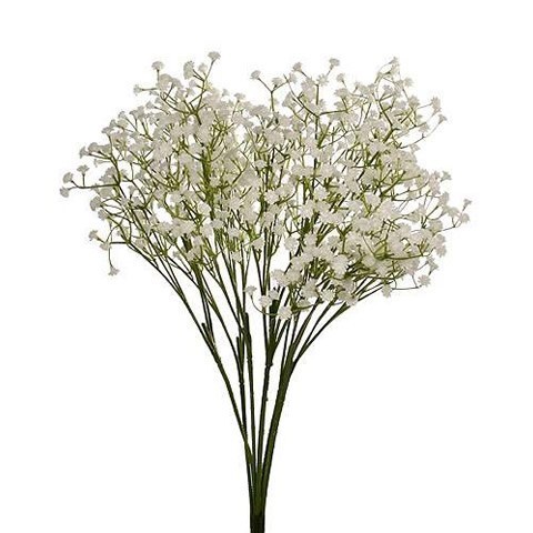 Baby’s Breath | Maria's Florist