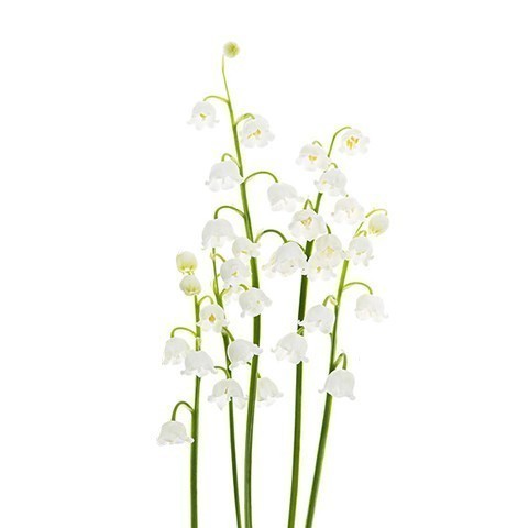 Lily of the Valley | Maria's Florist