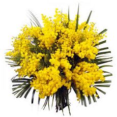 Bouquet of Mimosa