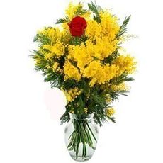 Mimosa flowers and single red rose