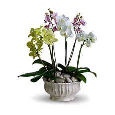 Regal Orchids